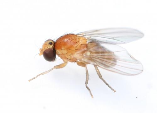 Réf. 249 410 : Agromyza ferruginosa